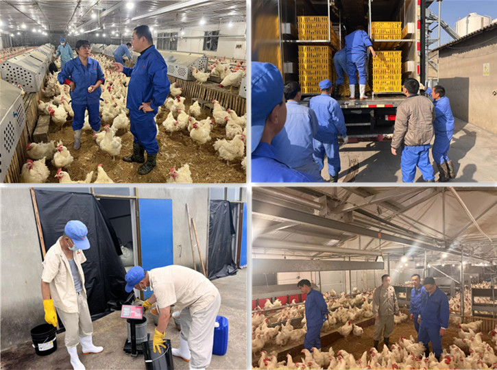 gcgc08�ƽ��,hjc26.cc�ƽ�Ǽ���